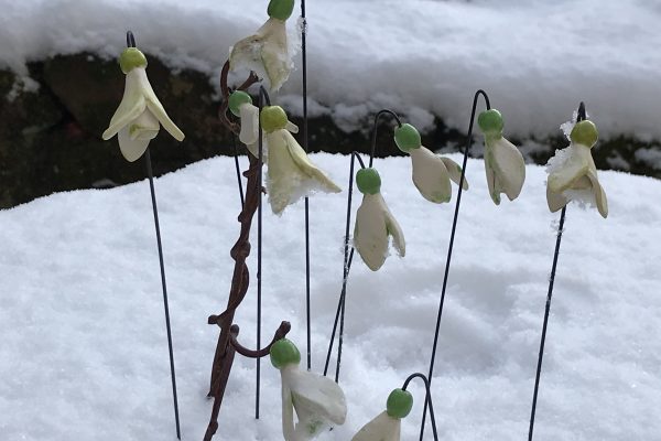 Schneeglöckchen Weißröckchen