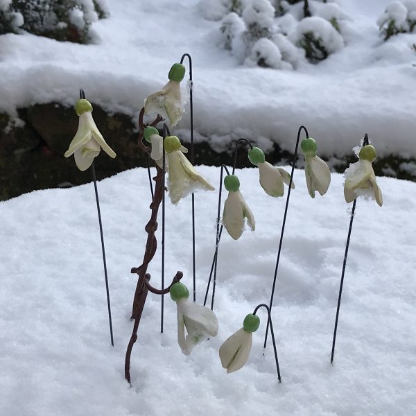 Schneeglöckchen Weißröckchen