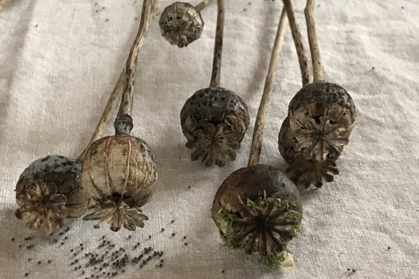 Mohn inspiriert mich immer wieder