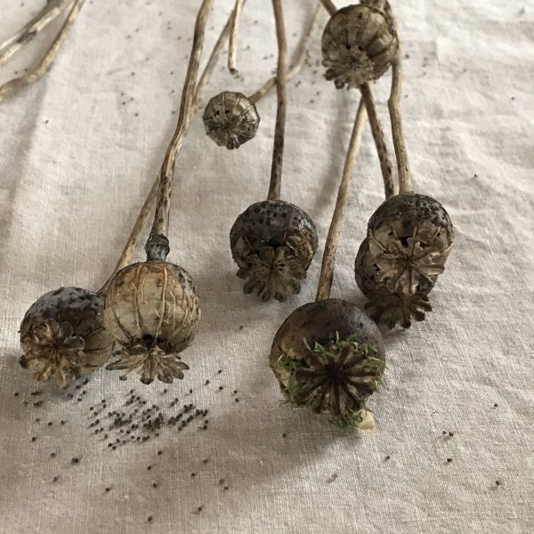 Mohn inspiriert mich immer wieder